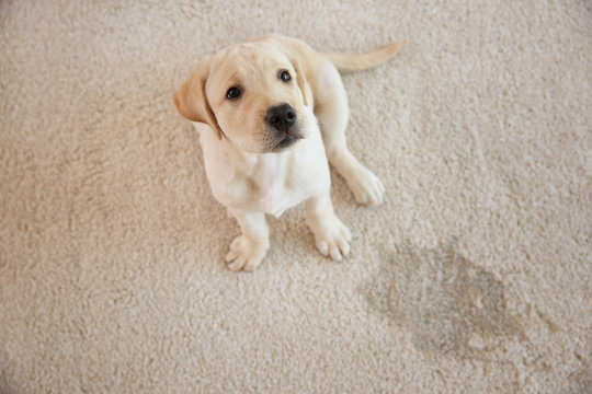 Fototapeta Cute puppy sitting on carpet near wet spot