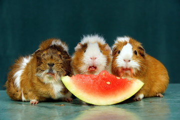 Meerschweiniger Melonenschmaus
