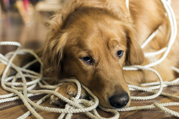 Golden Retrieve tangled in rope