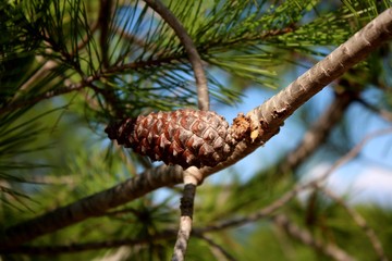 Tannenzapfen im Herbst auf Mallorca