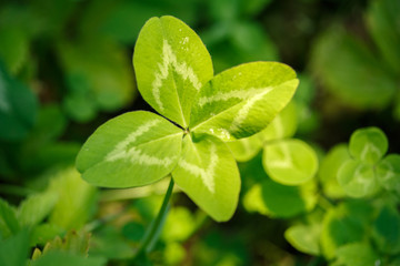 Fototapeta na wymiar Four-leaf clover. A plant with 4 leaves. A symbol of luck, happiness, success, joy. Concept on the theme of St. Patrick's Day.