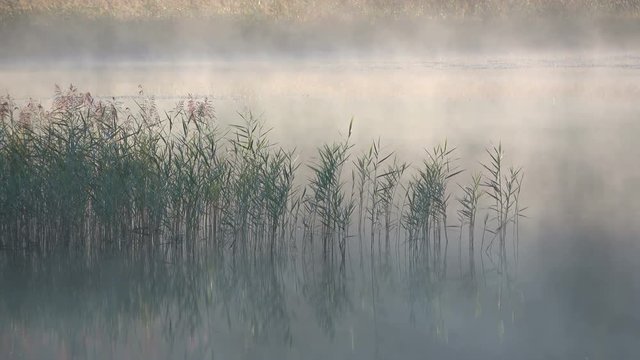 Morgenstimmung mit Nebel und Schilf am See, Attlesee, Allg&auml;u, Bergsee, Alpsee, Herbststimmung, 4K