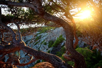 Baum und Felsen im Licht