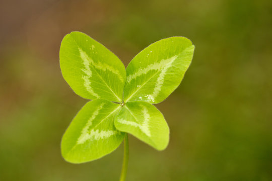 Four-leaf clover. A plant with 4 leaves. A symbol of luck, happiness, success, joy. Concept on the theme of St. Patrick's Day.