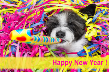 happy new year dog celberation