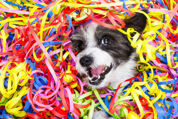 party celebration dog