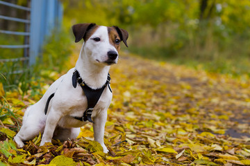 Jack Russell in autumn foliage