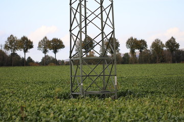 Strommast im Zuckerrübenfeld