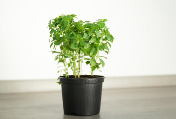 Green oregano plant in pot on table