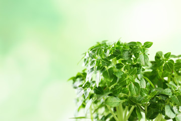 Green oregano plant on blurred background