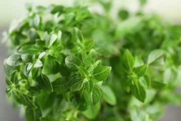 Green oregano plant, closeup