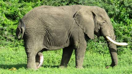 Male elephant