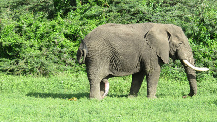 Fototapeta premium Male elephant