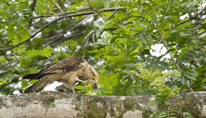 Colombian eagle
