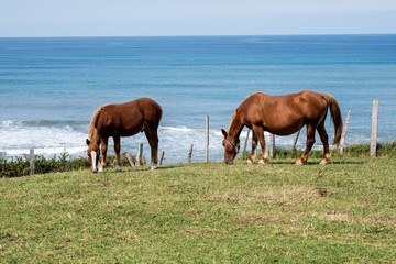 Spanien - Baskenland - Pferde an der Playa De Sakoneta
