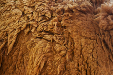 texture of a wool animal lama