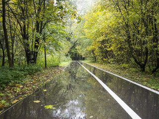 Long wet straight asphalt alley with white line in rainy autumn park surrounded with trees with fallen yellow leaves