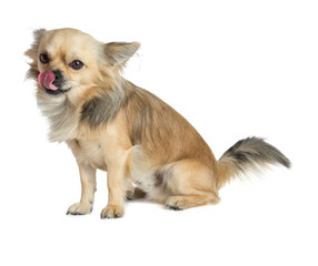 Obraz premium Chihuahua licks his lips