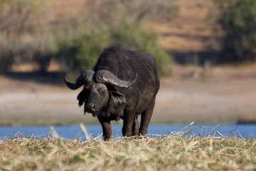 Obraz premium Buffle au Botswana