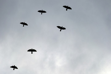 Flock of black birds flying in the sky. Empty copy space for text.