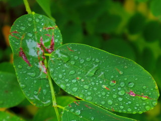 feuillage vert mouillé