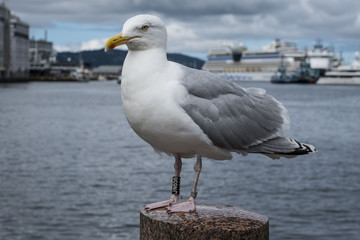Fototapeta na wymiar Closeup portrait of seagull in harbor in Norway