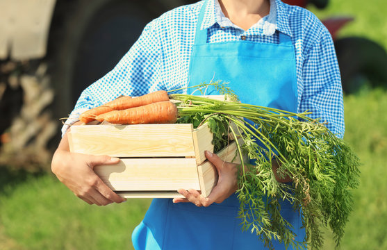 Female farmer holding wooden box with carrots in field