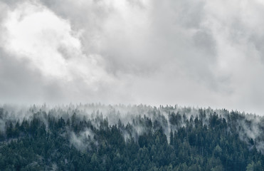 Forest in mist, low clouds in conifers, Austrian alps