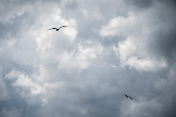 Minimalism - seagull birds on the cloudy sky