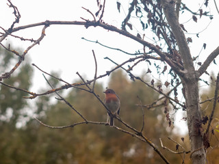 beautiful english robin close up detail sharp on branch autumn winter