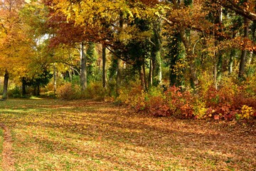Park in autumn