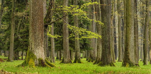 Forest, spring season, Fresh woodland Brdy Czech Republic