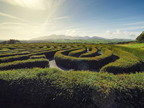 hedge maze against blue sky,Northern Ireland