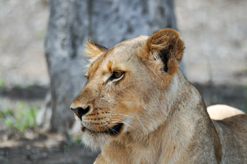 lion