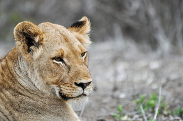 Fototapeta na wymiar lion