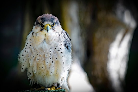 falco lanario