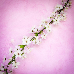 White apricot spring flowers on the grunge pink background with copyspace. Seasonal and greeting concept.