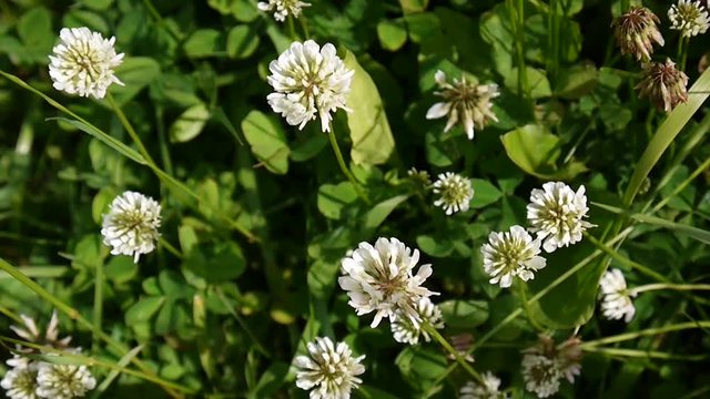 White clover flover in the field. HD video footage static camera.