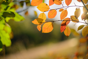  fall foliage in the rays of sunset
