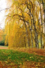 Fototapeta na wymiar Park in autumn