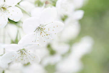 Blossoming of cherry flowers in spring time with green leaves and copyspace, macro