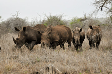 Fototapeta premium white rhinoceros