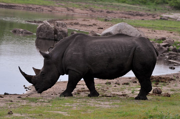 white rhinoceros