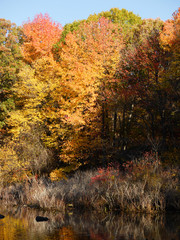 Fototapeta premium Autumn Colors-Tenafly Nature Center