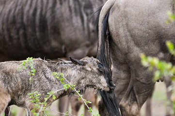 blue wildebeest and just born cub