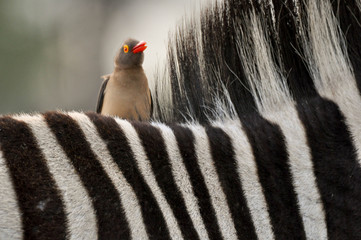 zebra and red bill oxpecker © Yann