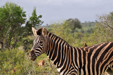 Fototapeta na wymiar zebra and red bill oxpecker