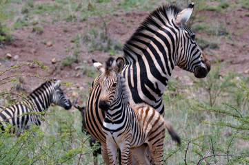 Fototapeta na wymiar zebra and red bill oxpecker