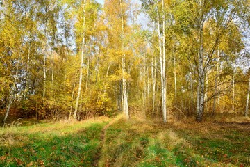 Park in autumn