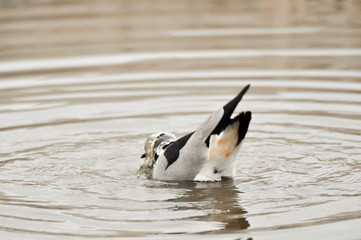 Fototapeta premium bird of africa